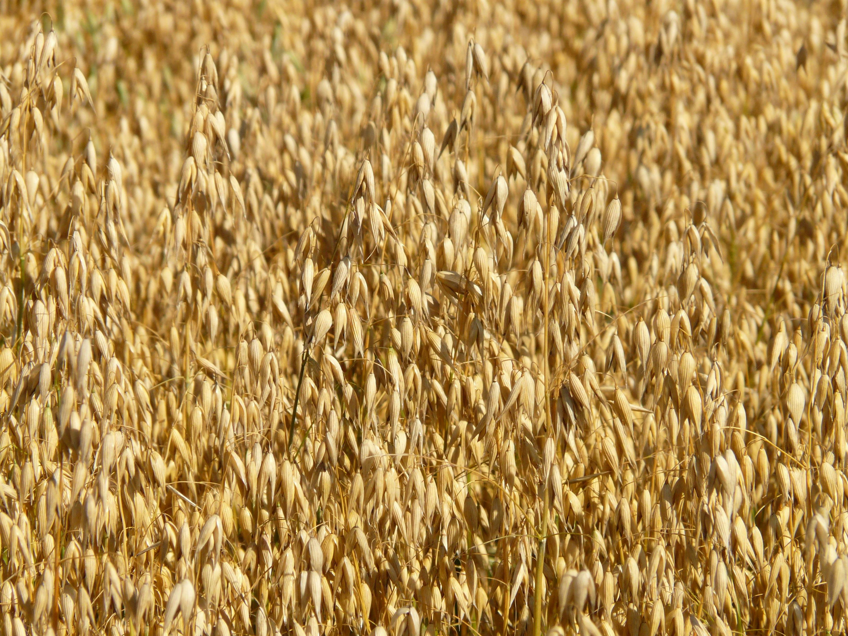Cereal and legume fibres