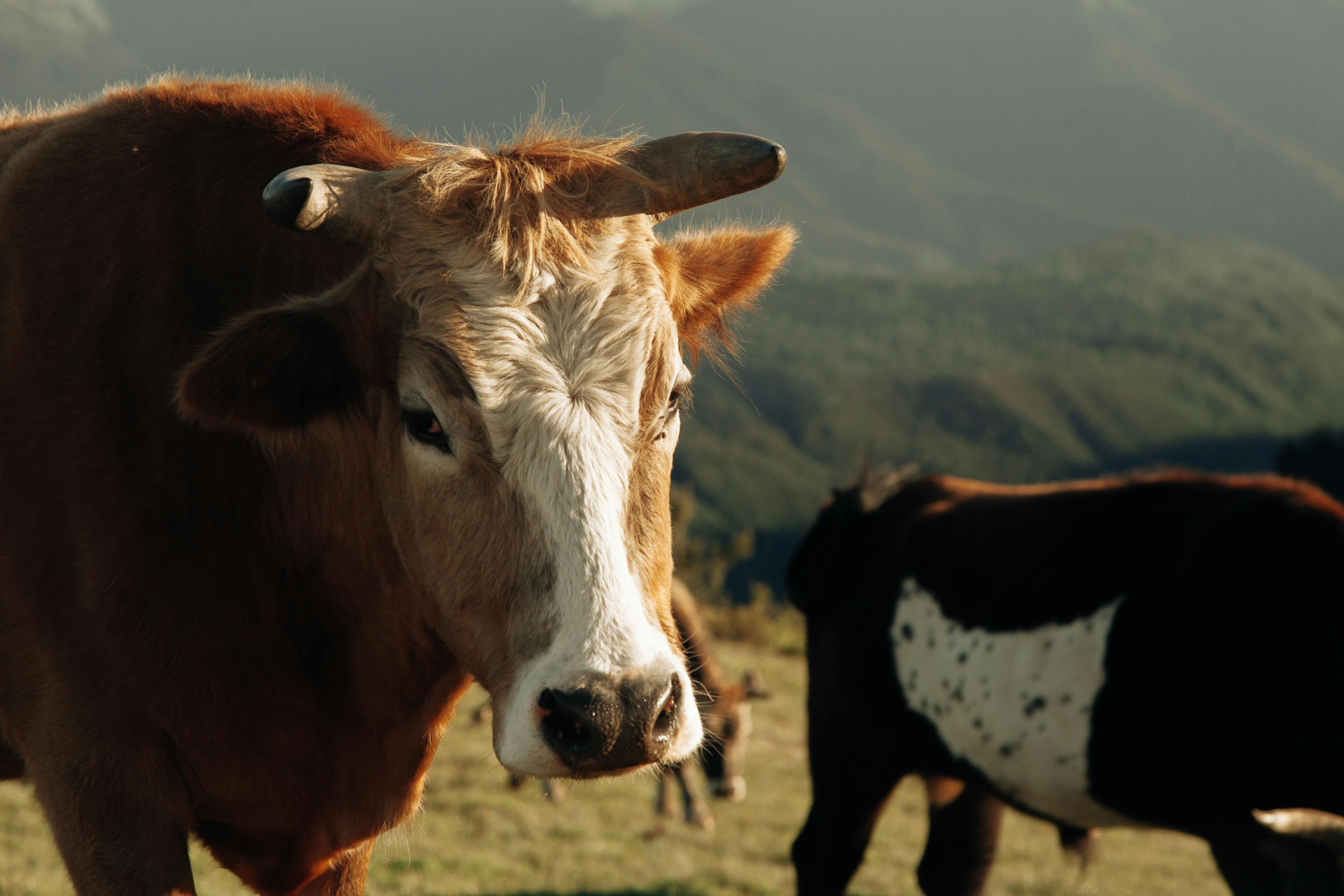 Bovine Collagen