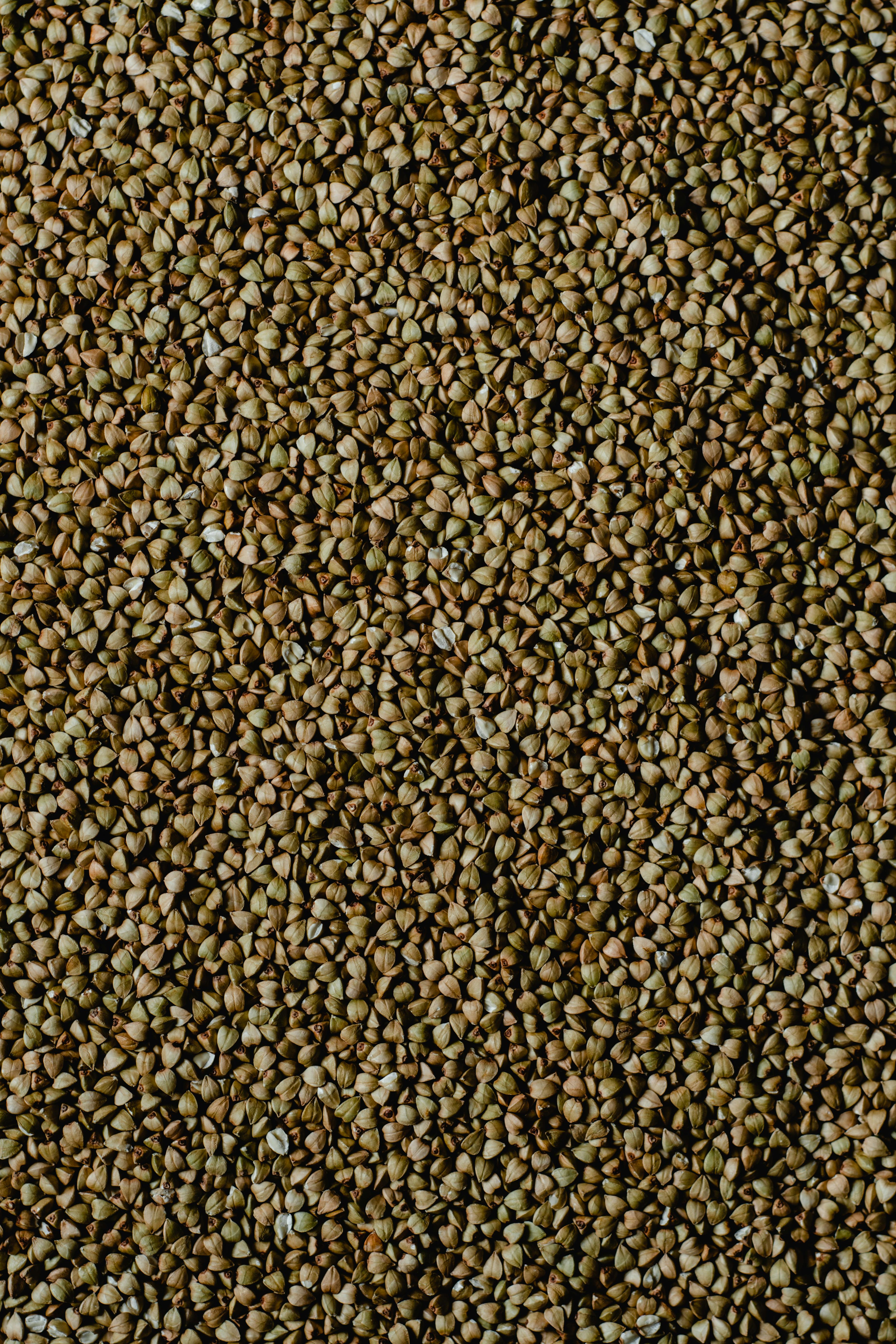 Plant Proteins